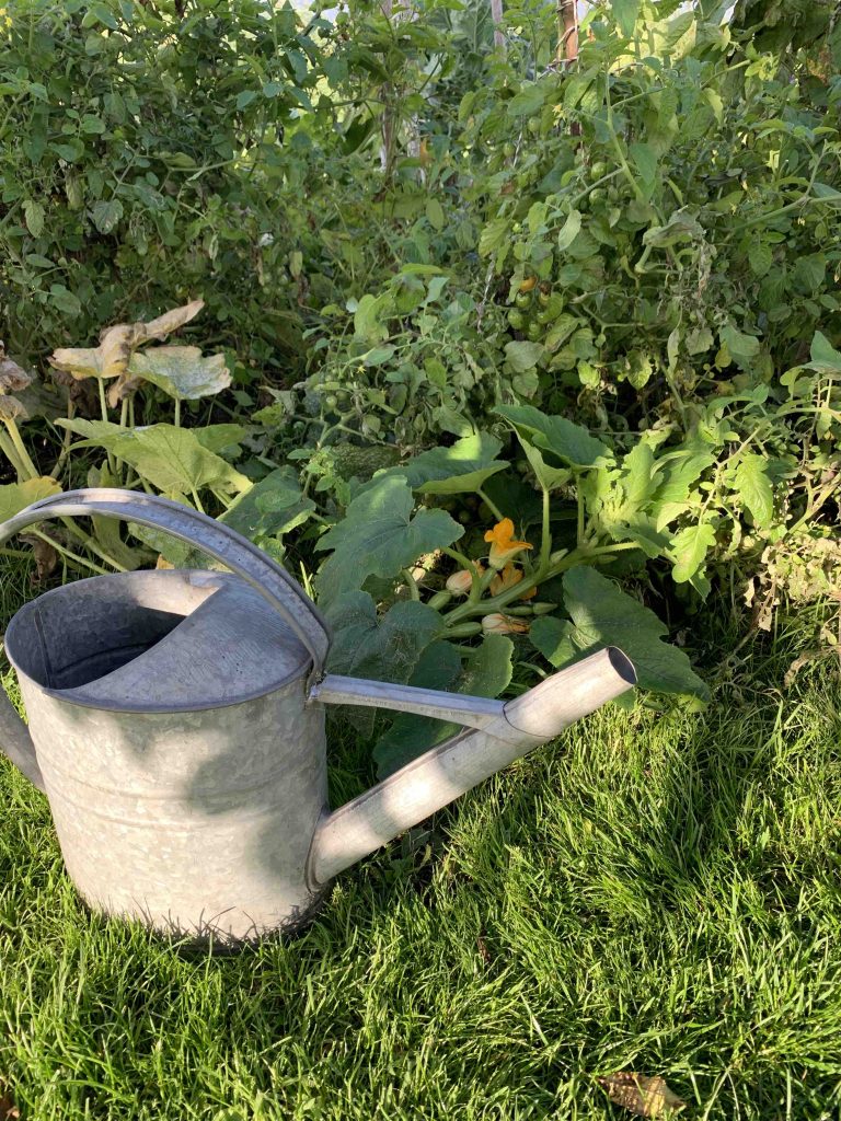 Uit de moestuin
