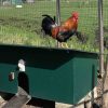 Uit de moestuin-kippenhok