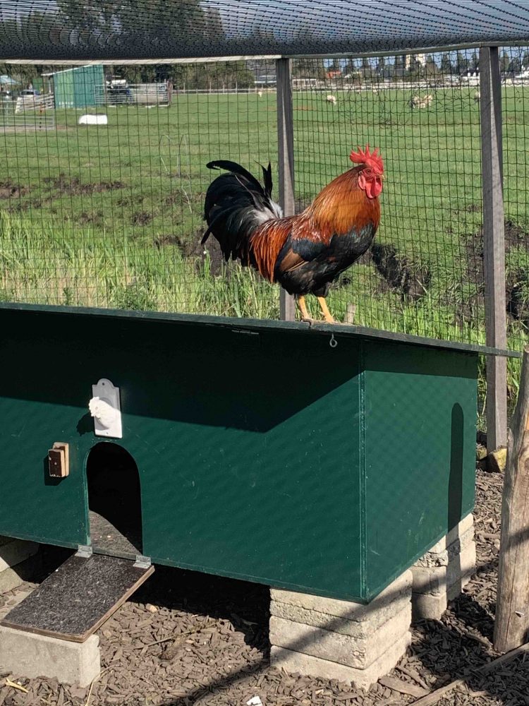 Uit de moestuin-kippenhok