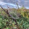 uit de moestuin - spinnenweb