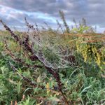 uit de moestuin - spinnenweb
