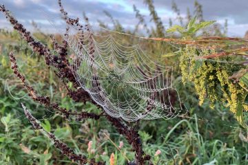 uit de moestuin - spinnenweb