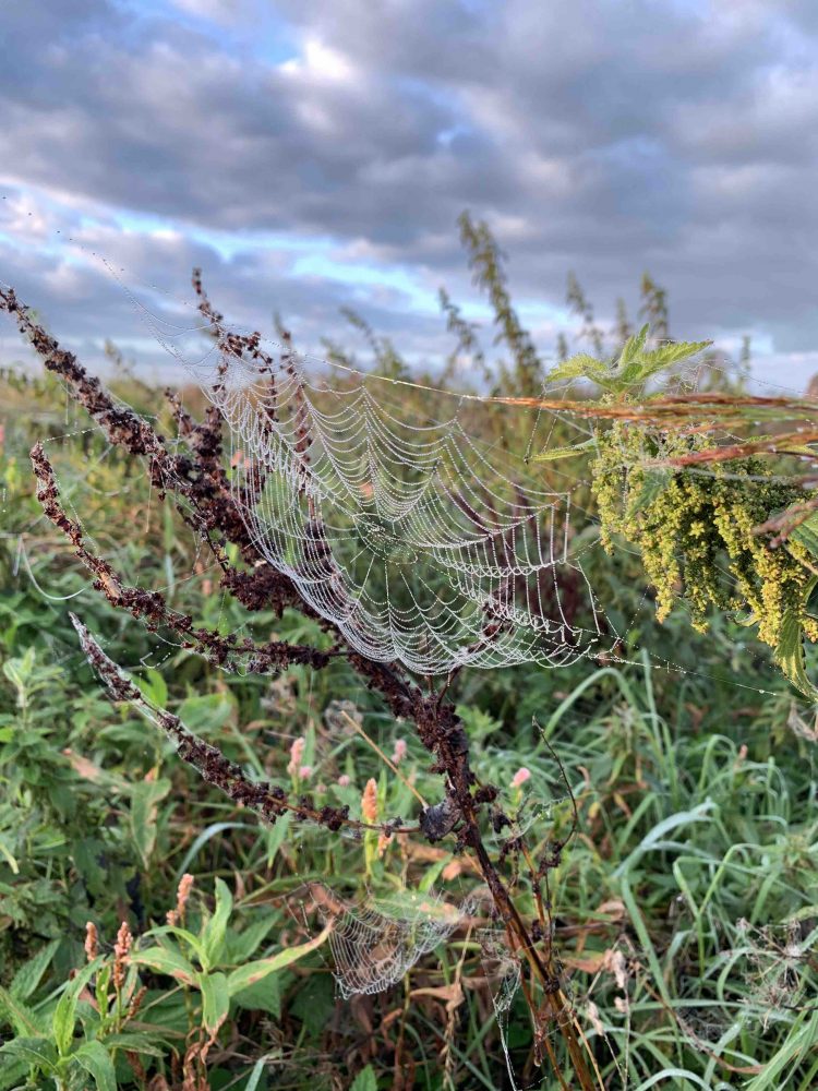 uit de moestuin - spinnenweb