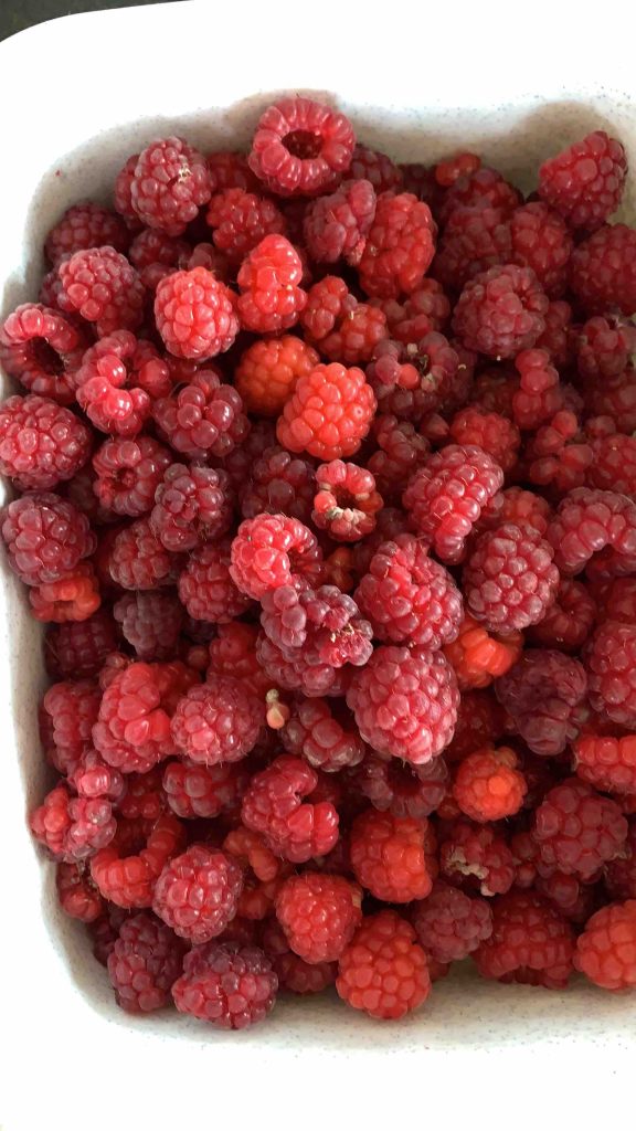 Frambozen uit de moestuin