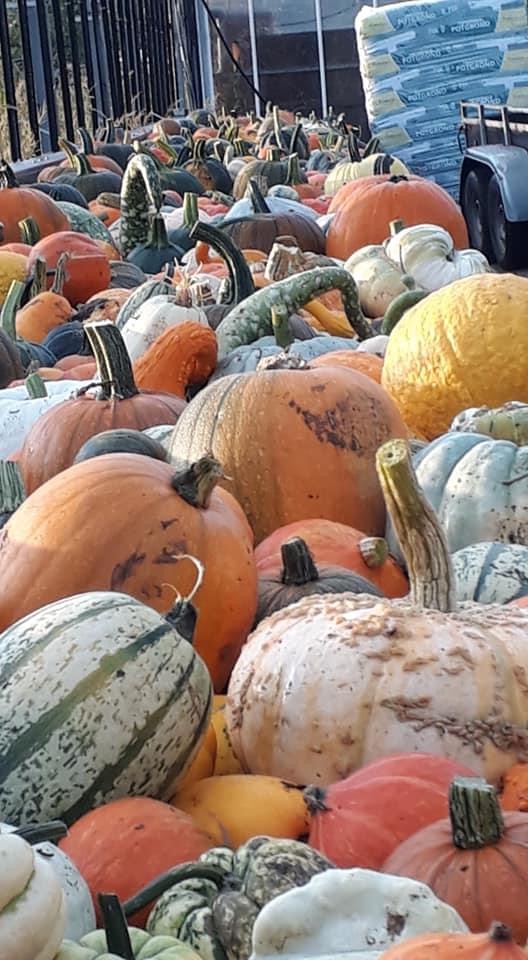 Pompoenen