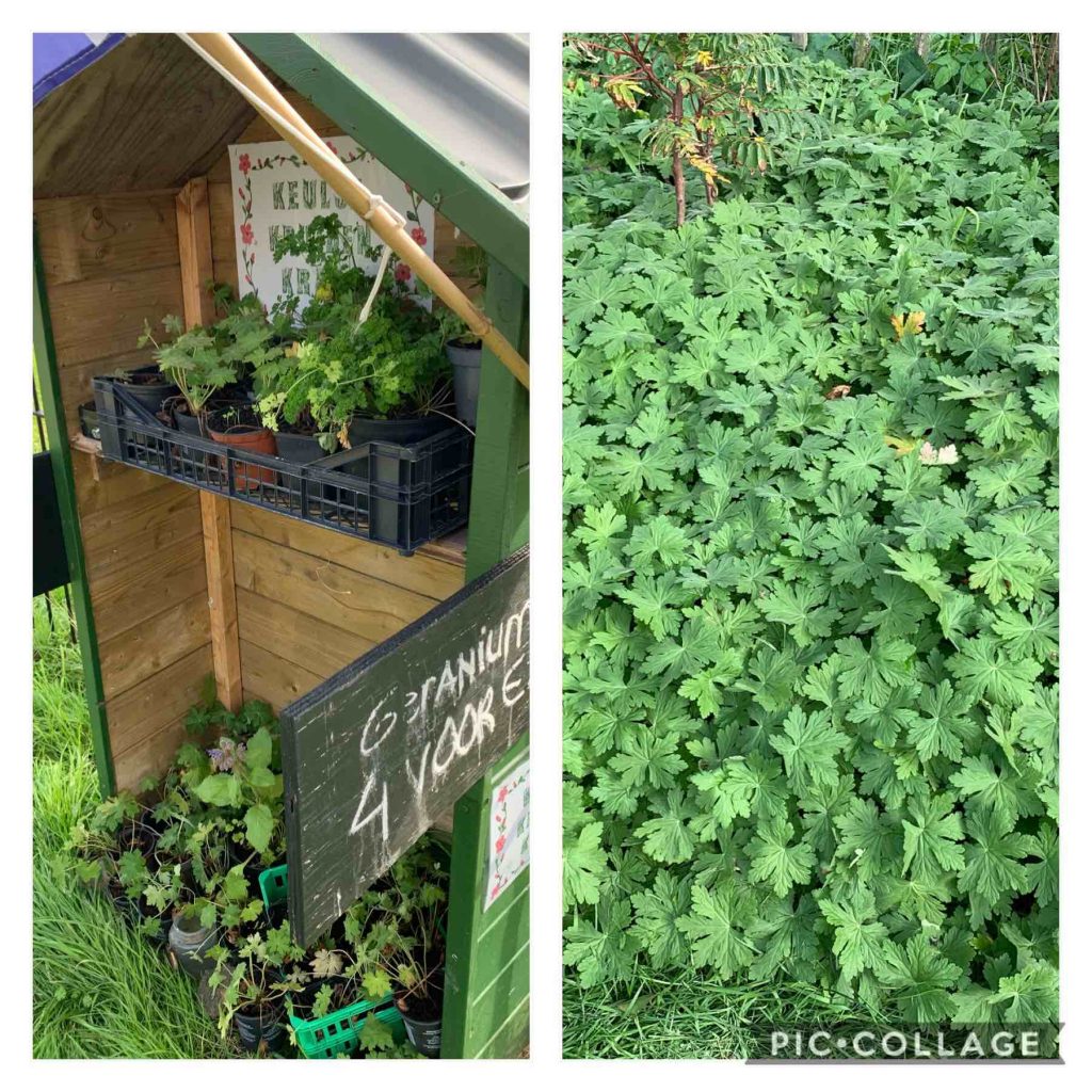 Uit de moestuin - geraniums