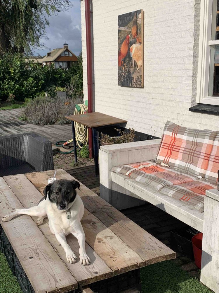 Uit de moestuin - hond pien in de zon