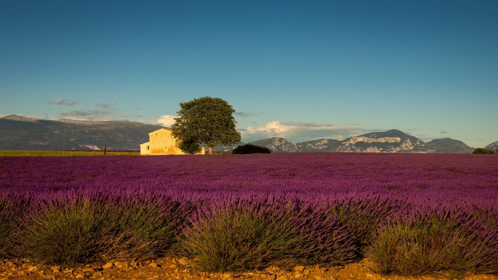 vakantie naar de provence