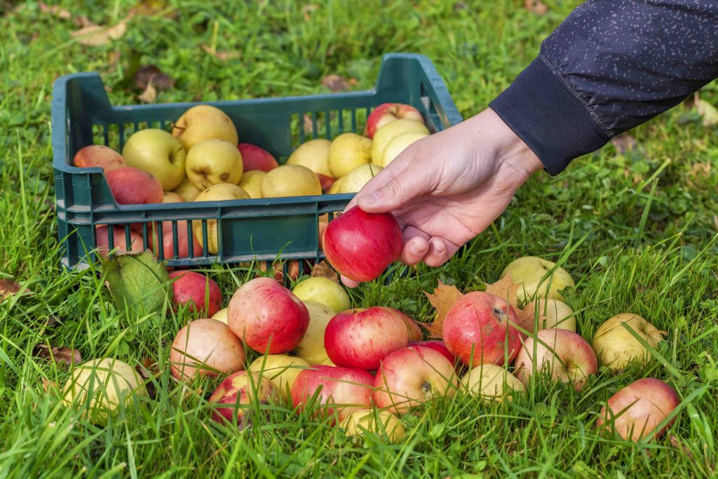 appels