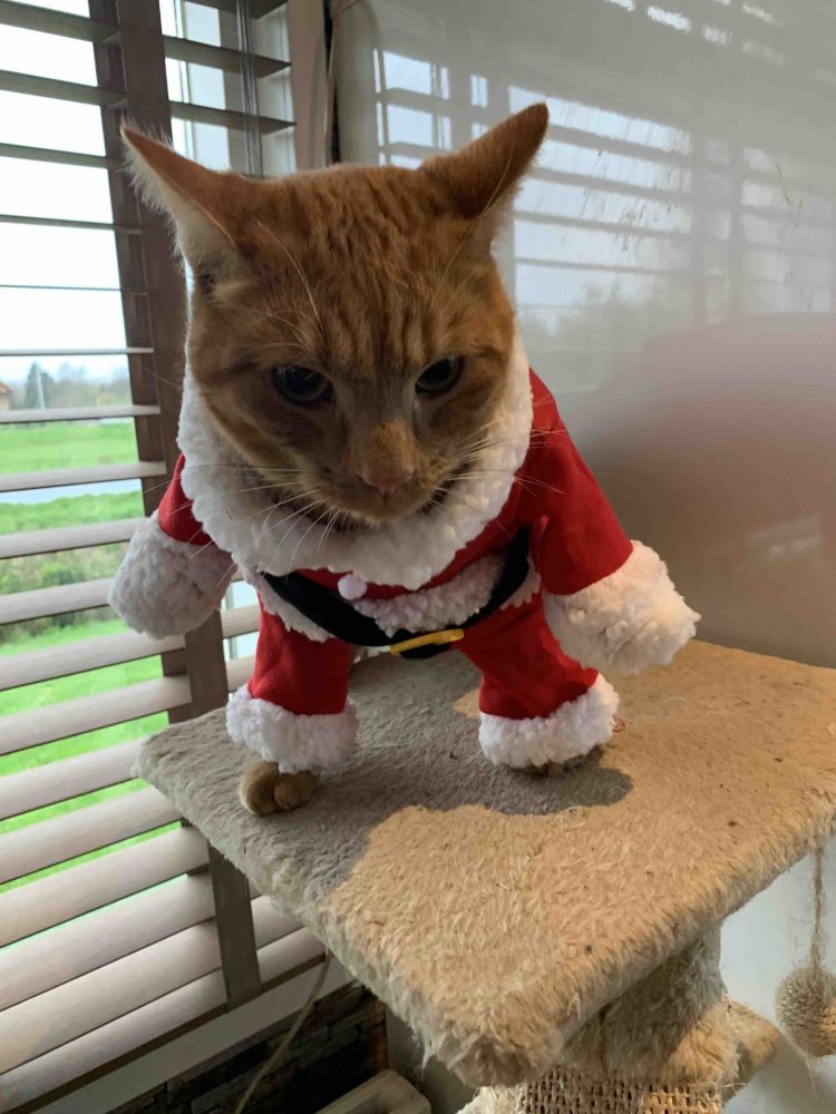 Uit de moestuin poes