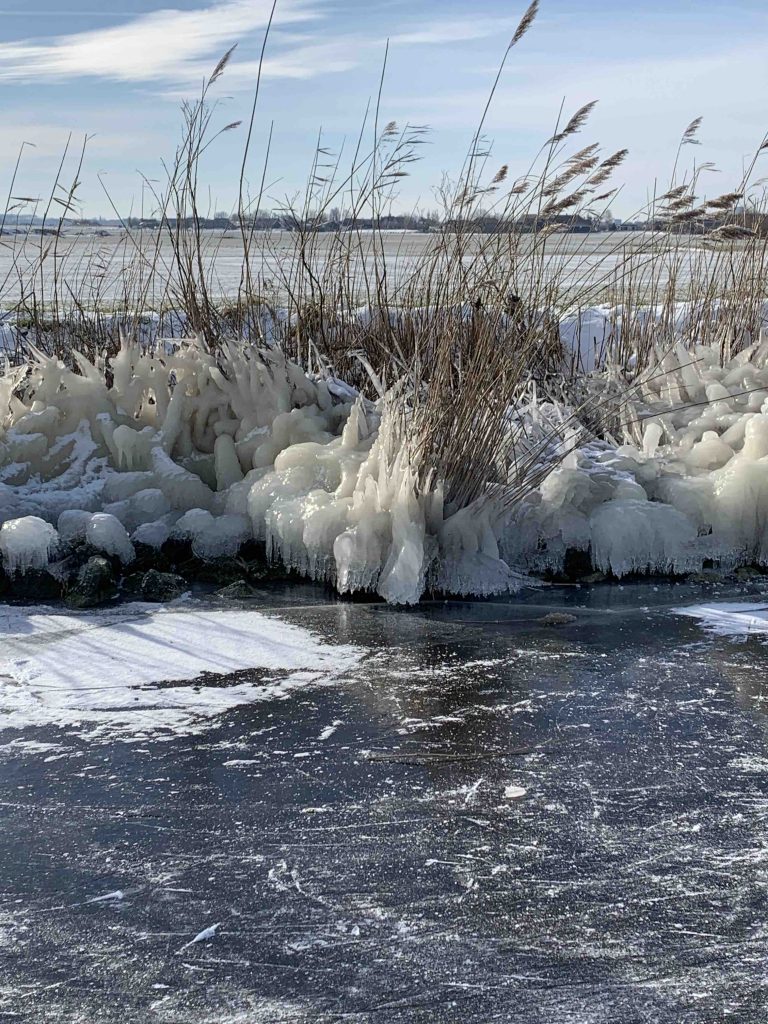 Uit de moestuin: winterse plaatjes
