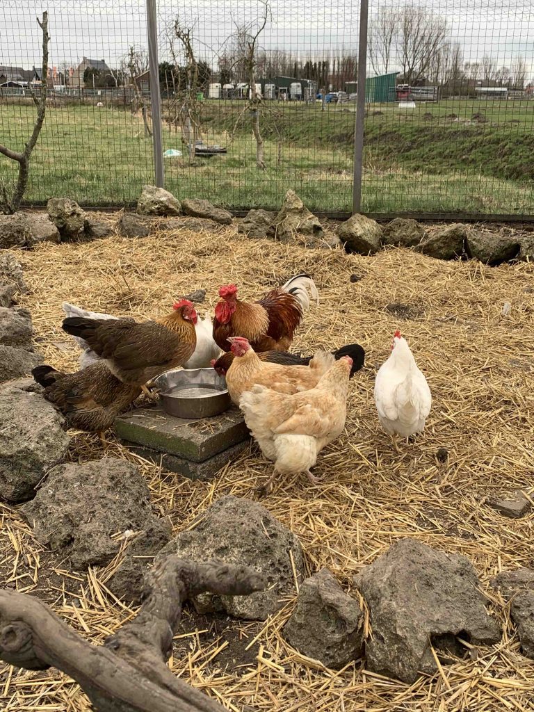 Uit de moestuin - kippen