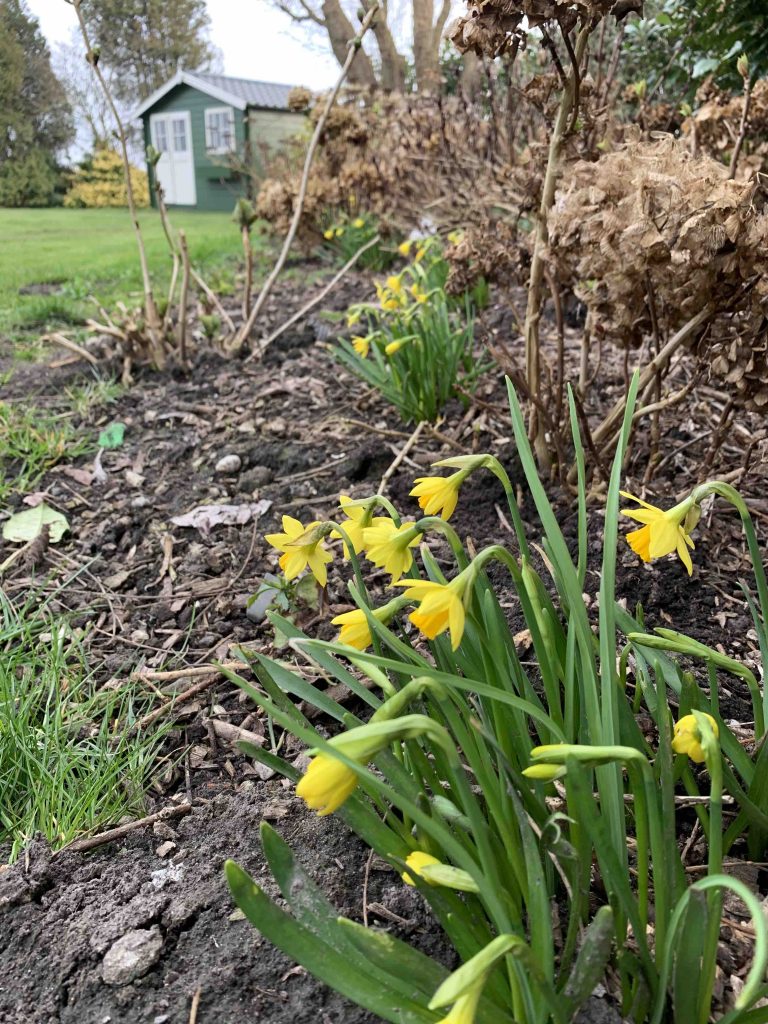 Narcissen