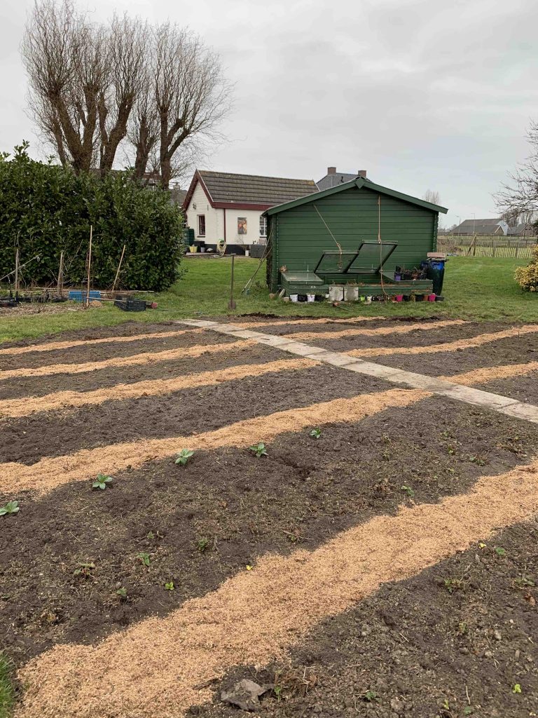 Uit de moestuin - zaaien