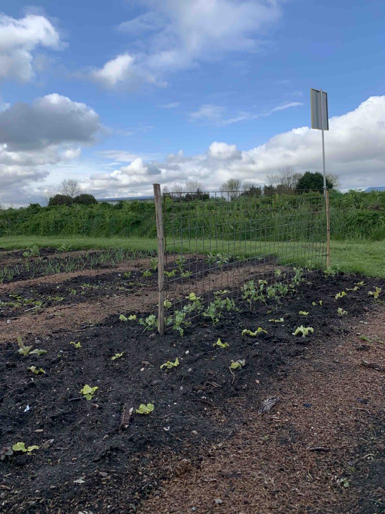 Moestuin