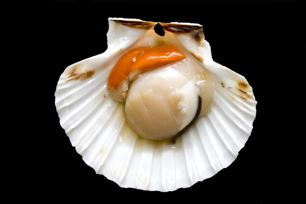 Coquille