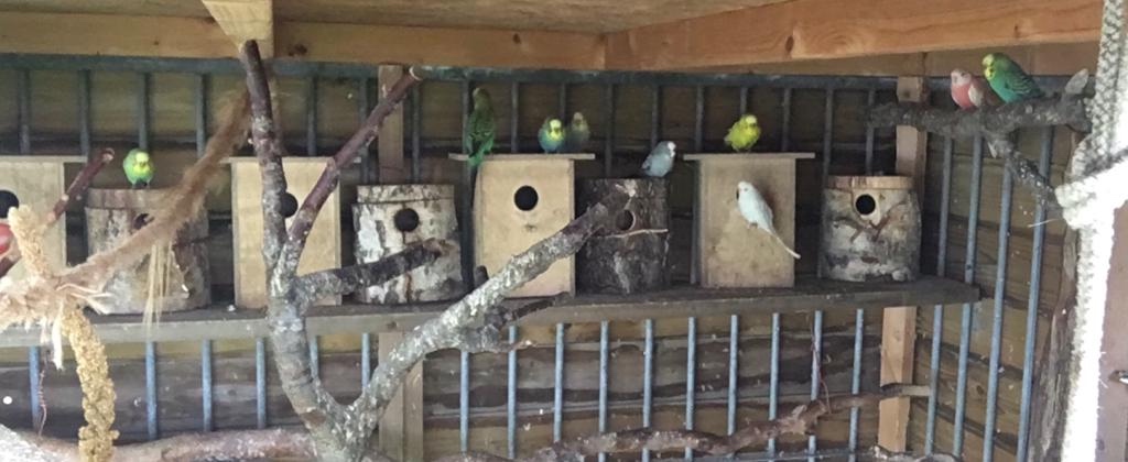 Vogels