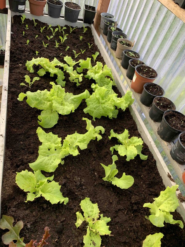 Sla uit de moestuin