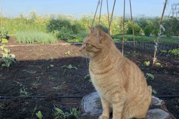 Uit de moestuin - Mees in de tuin