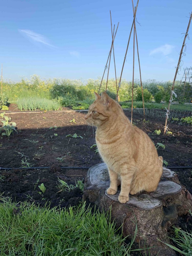 Uit de moestuin - Mees in de tuin