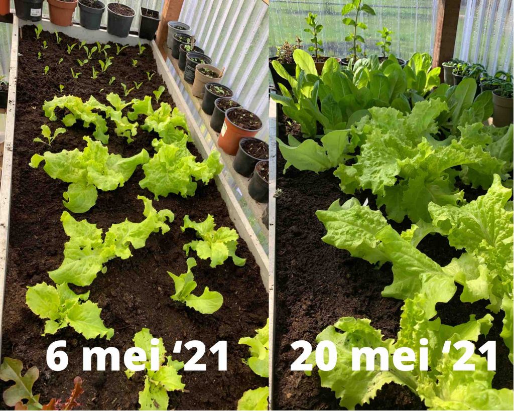 Uit de moestuin - sla