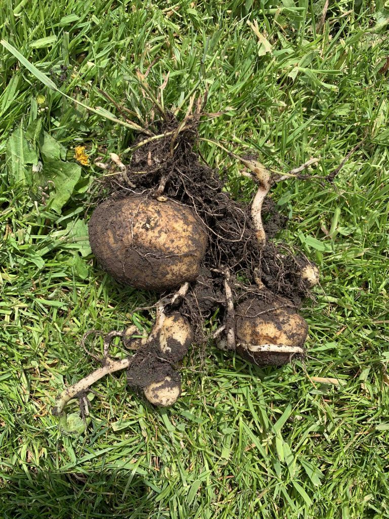 Vergeten aardappel