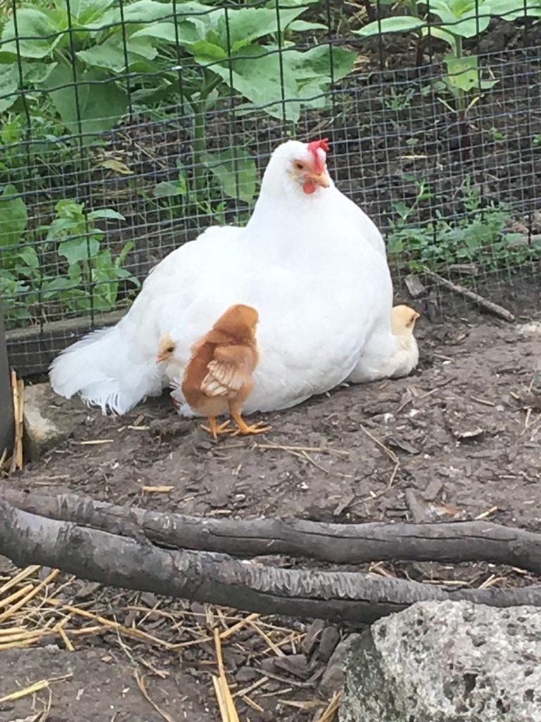 Kuikens