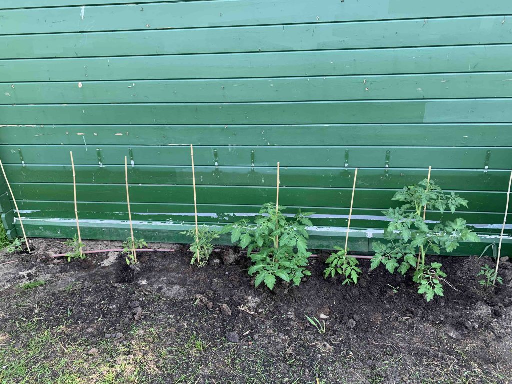 Uit de moestuin: tomatenplant