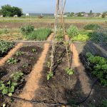 Zomer in de moestuin