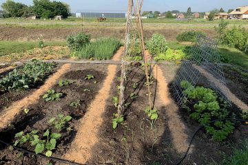 Zomer in de moestuin