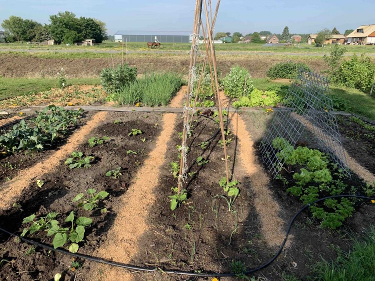 Zomer in de moestuin