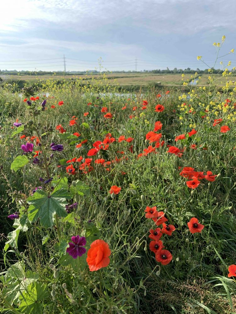 Uit de moestuin - klaprozen