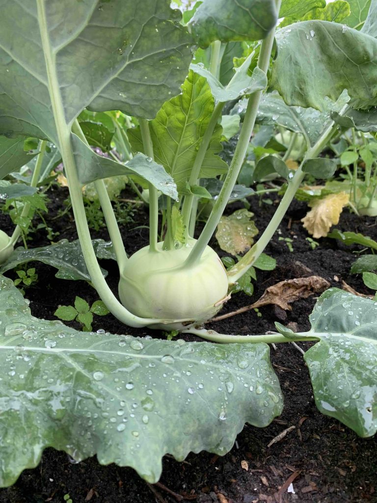 Koolrabi