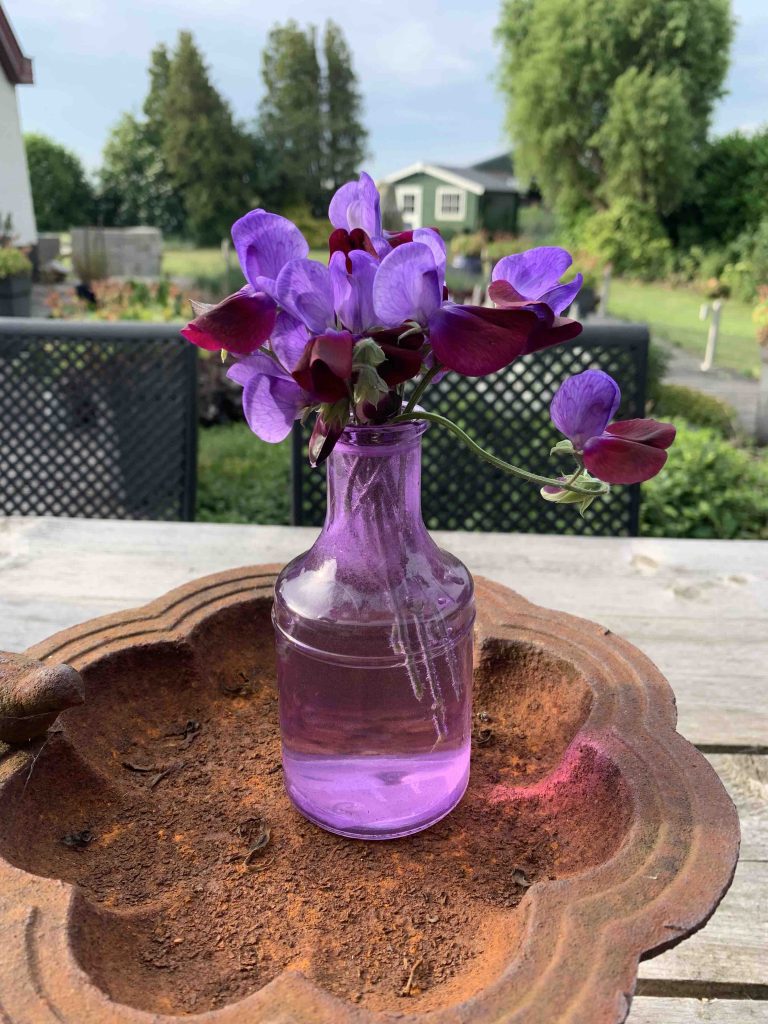 Uit de moestuin: lathyrus