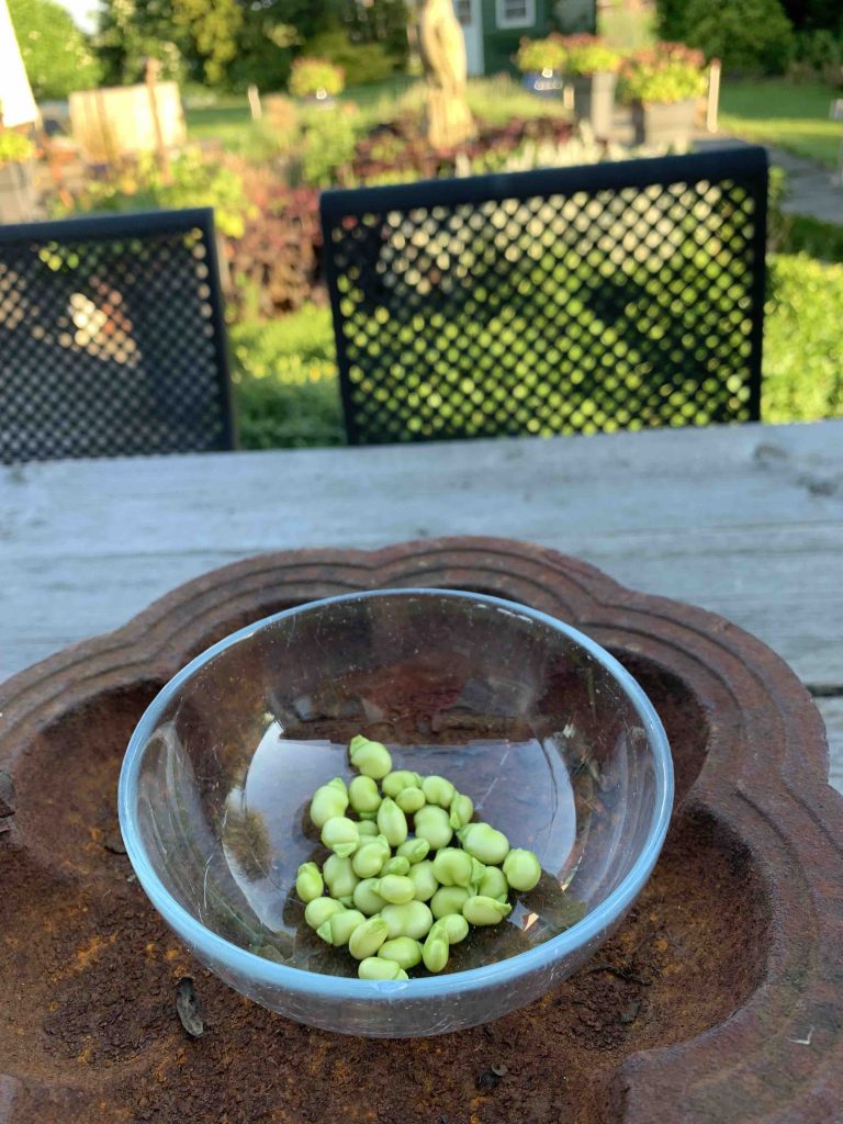 Uit de moestuin: tuinbonen