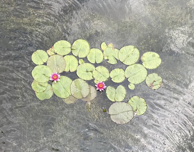 Waterlelies
