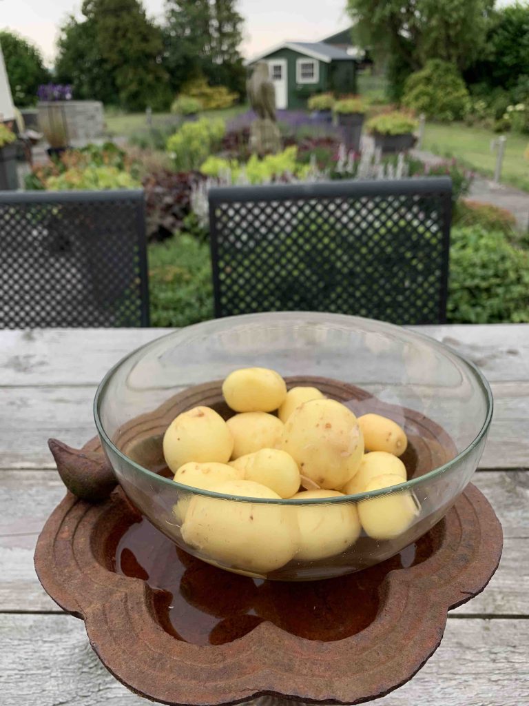 aardappelen uit de moestuin