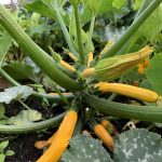 courgettes