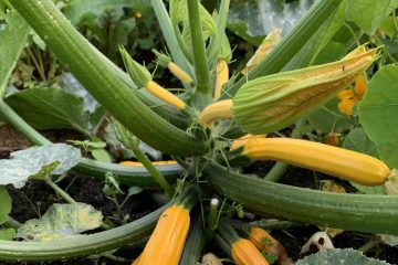 courgettes