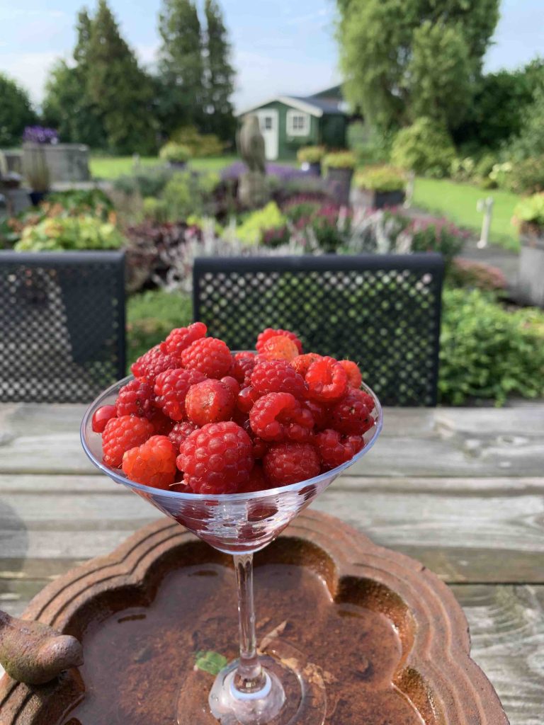 frambozen uit de moestuin