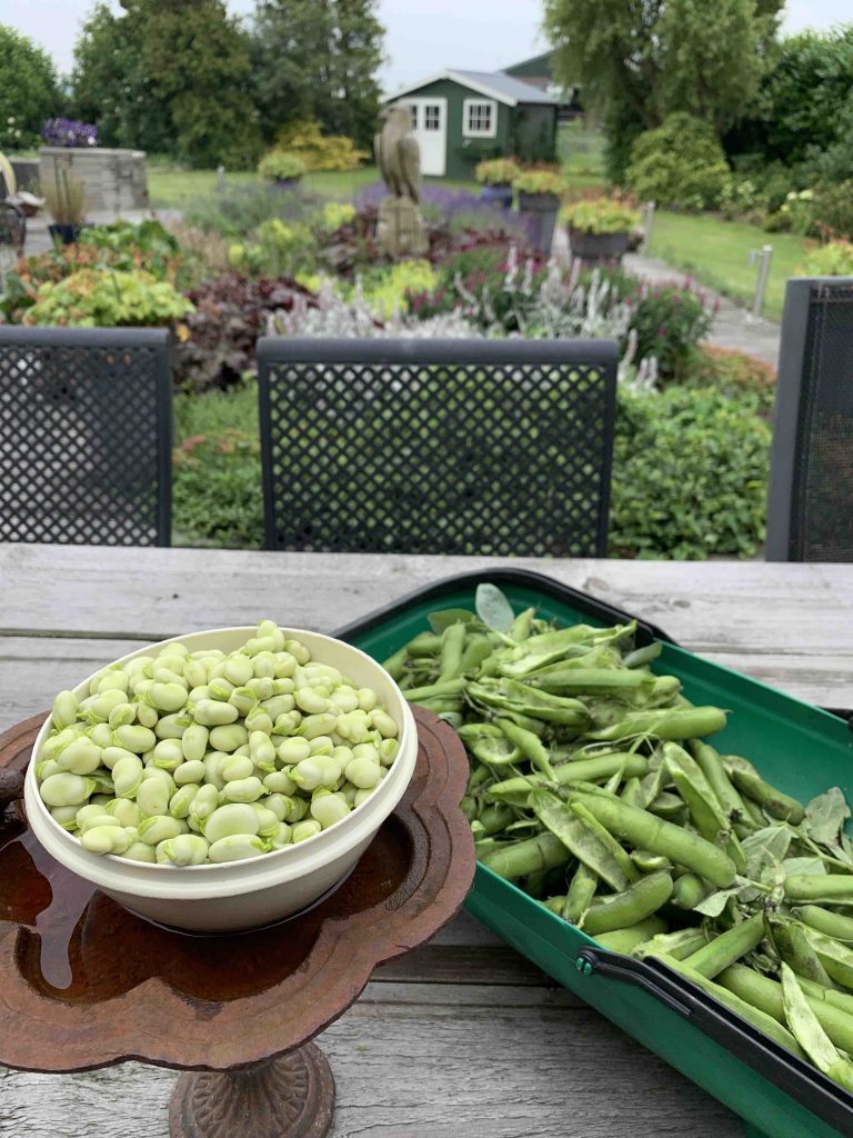 tuinbonen uit de moestuin