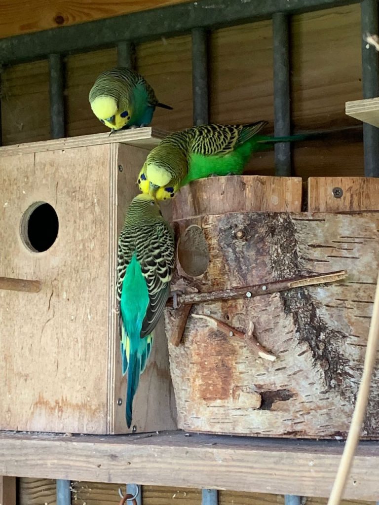 Parkietjes