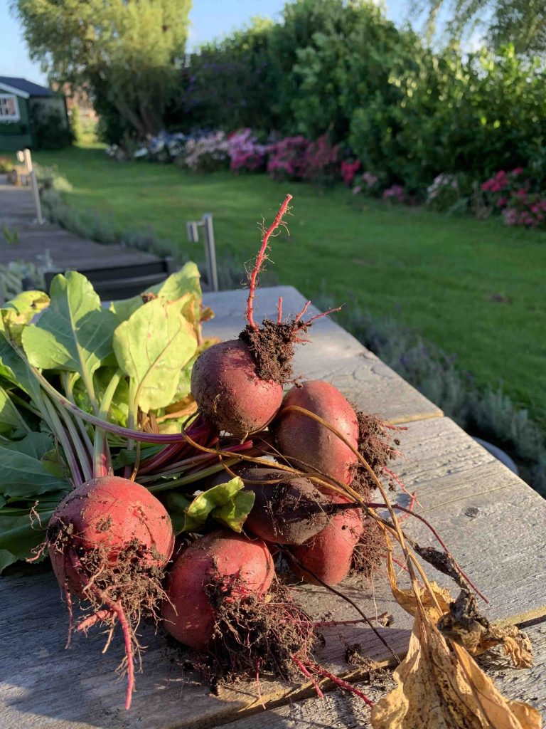 uit de moestuin -bieten
