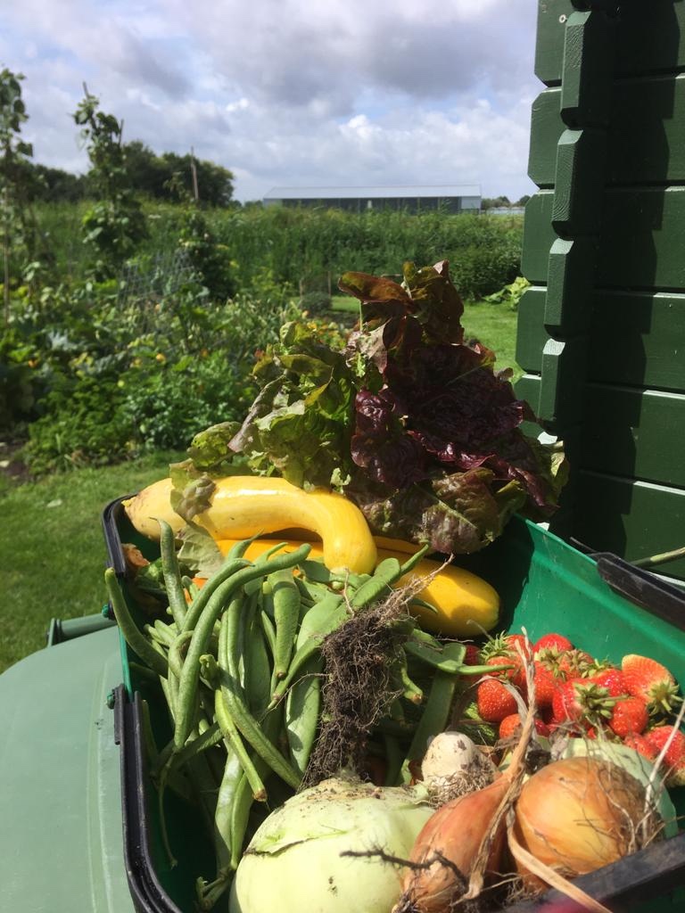uit de moestuin - oogst