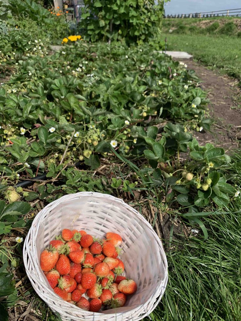 Uit de moestuin - aardbeien