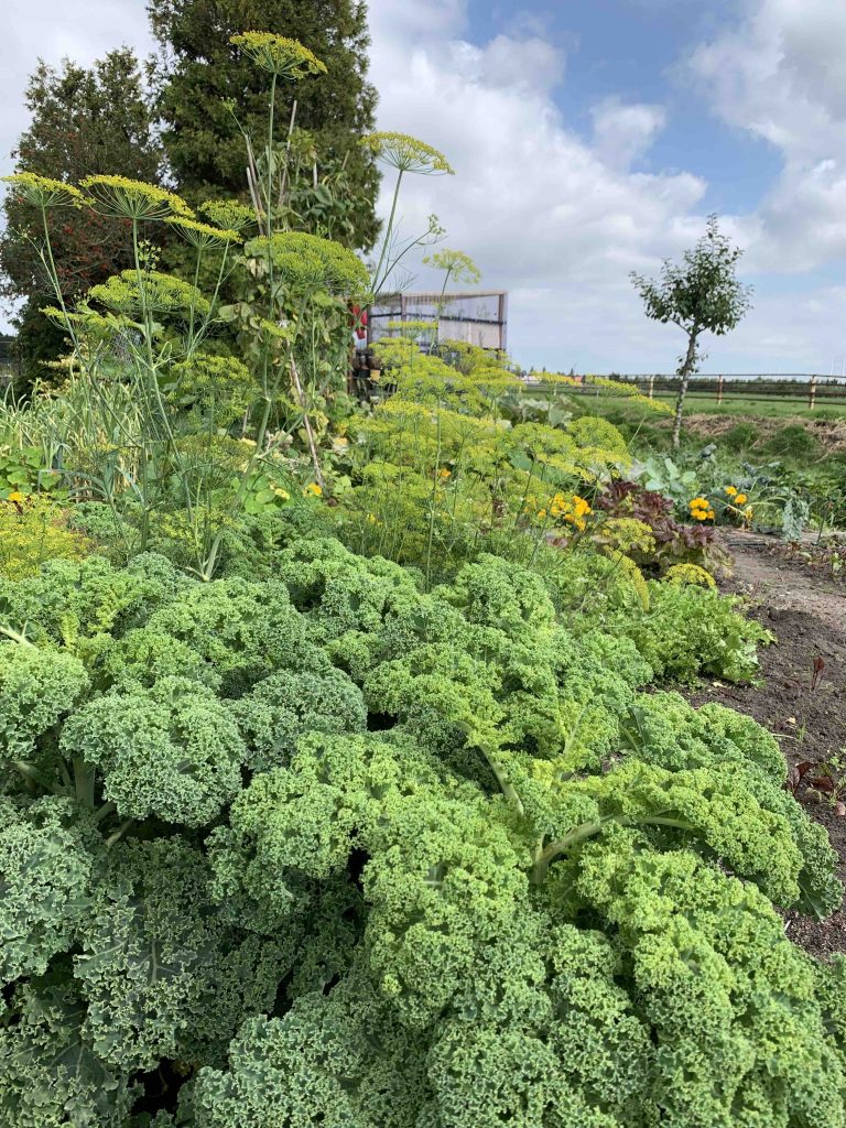 Uit de moestuin - boerenkool