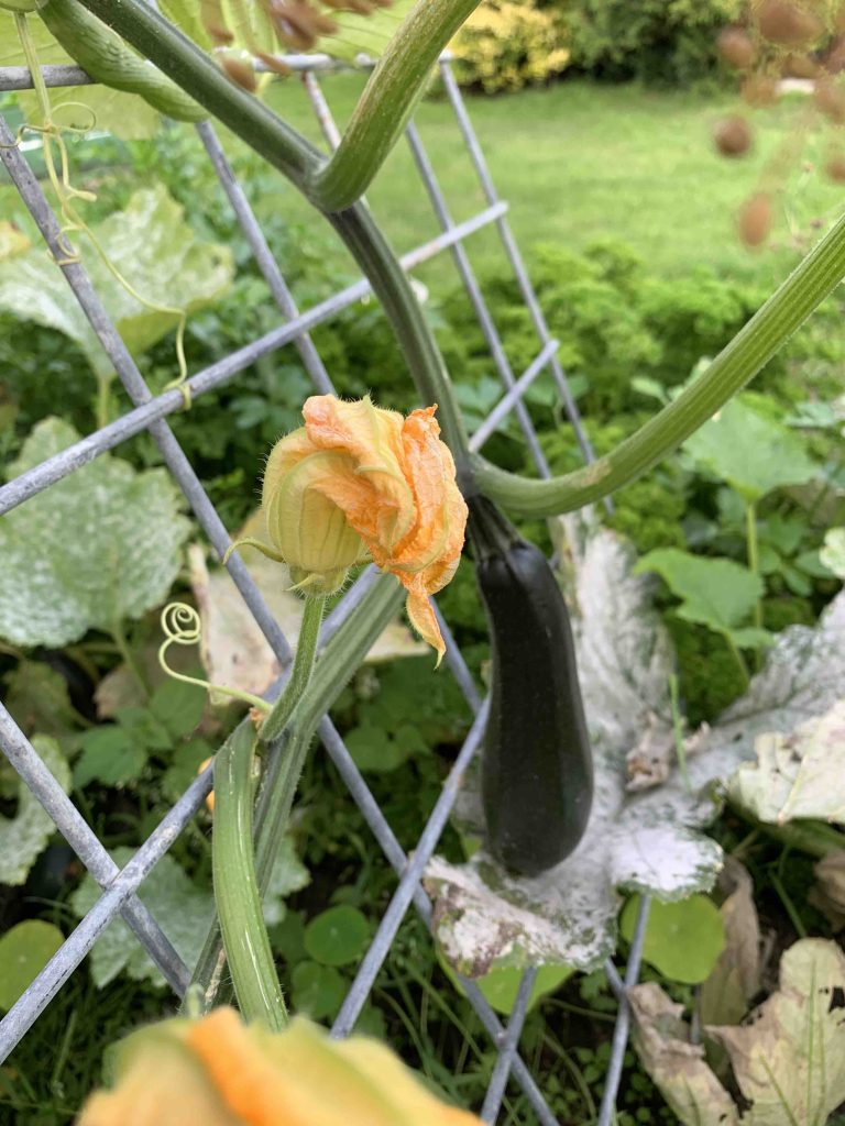 Uit de moestuin courgettes