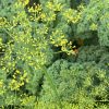uit de moestuin - lieveheersbeestje