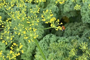 uit de moestuin - lieveheersbeestje