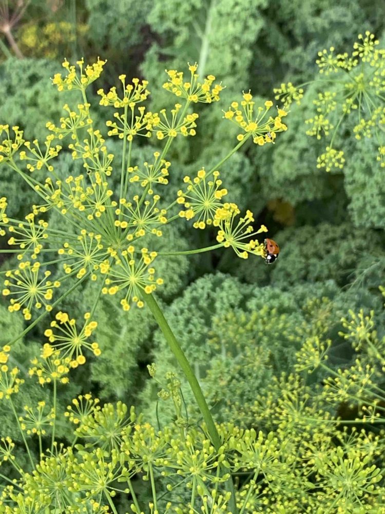 uit de moestuin - lieveheersbeestje